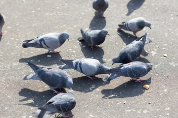 Many pigeons are eating food