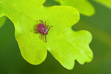 Parasite mite sitting on a green leaf. Danger of tick bite.
