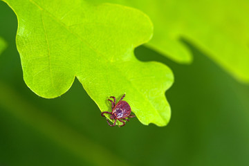 Parasite mite sitting on a green leaf. Danger of tick bite.