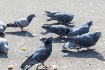 Many pigeons are eating food