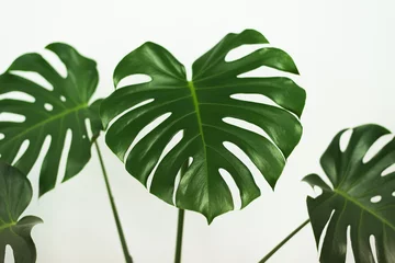 Papier Peint photo Monstera leaf home plant, palm leaf, plant on a white background, beautiful background