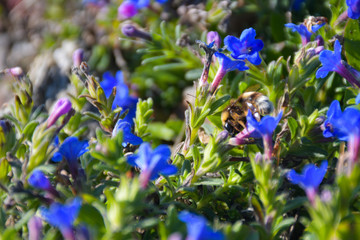 Flor con una buena compañía