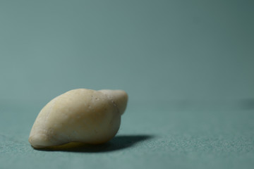 Isolated sea shell on turquoise background