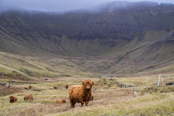 Animal or wildlife concept. View of the beautiful brown hairy Highland cattle cow standing in the grass under the mountains in Faroe Islands, Europe