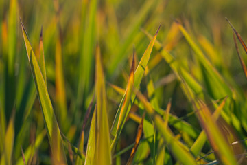 Abstract leaves of grass with defocused background lit by setting sun.