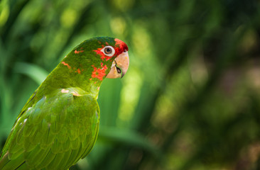 Close up of colorful macaw ara parrot in the jungle forest on a sunny day