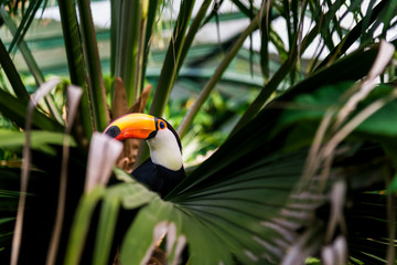 Toucan tropical bird sitting on a tree branch in natural wildlife environment in rainforest jungle © Aleksandr Vorobev