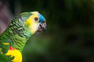 Close up of colorful macaw ara parrot in the jungle forest on a sunny day