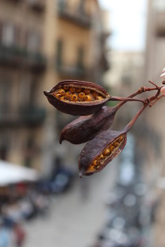 leaves on tree