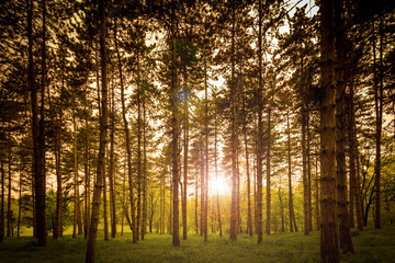 morning in the woods