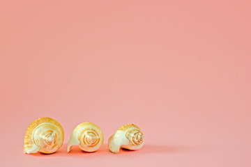 Three seashells on a pink monophonic background. Copy space
