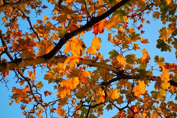 Colourful Autumn Leaves.