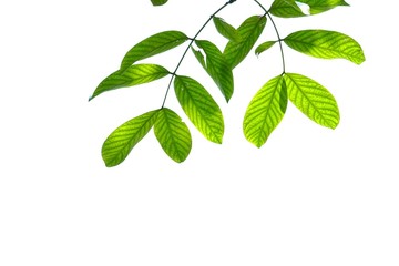 Tropical tree leaves with branches and sunlight on white isolated background for green foliage backdrop 