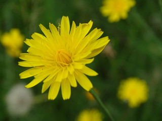 Obraz premium Pretty yellow flower