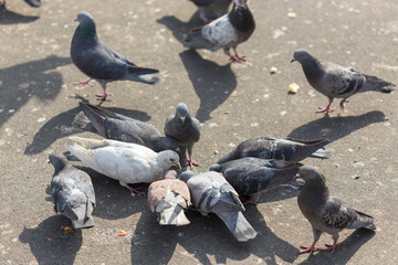 Many pigeons are eating food