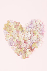 Flowers of a hydrangea in the form of a heart on the pink background