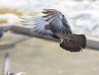 Many pigeons are eating food