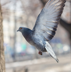 Many pigeons are eating food