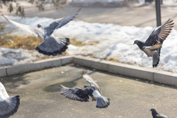Many pigeons are eating food