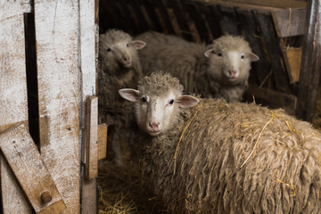 Sheep in the village. Sheep in a wooden shed next to hay. Village portrait
