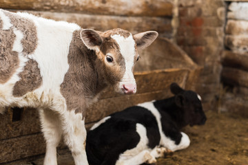 Cute calf looks into the object. A cow stands inside a ranch next to hay and other calves.