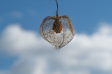 Physalis in heaven