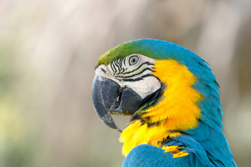 Guacamayo azulamarillo (Ara ararauna)