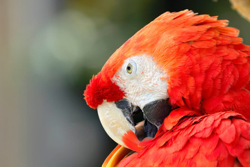 Guacamayo rojo (Ara macao)