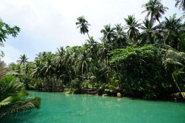Fototapeta na wymiar View of the beautiful jungle along a river near Kawasan Falls, Cebu, Philippines