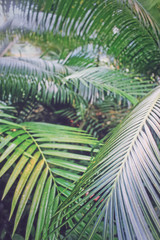 tropikalne liście palmy w lesie tropikalnym