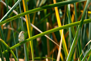Espiguero pechiblanco (Sporophila telasco)
