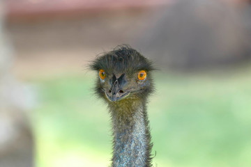 Emú común (Dromaius novaehollandiae)