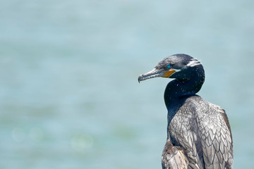 Cormorán neotropical (Nannopterum brasilianus)
