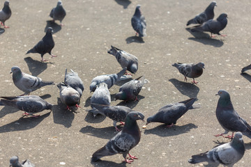 Naklejka premium Many pigeons are eating food