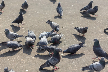 Many pigeons are eating food