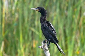 Fototapeta premium Cormorán neotropical (Nannopterum brasilianus)