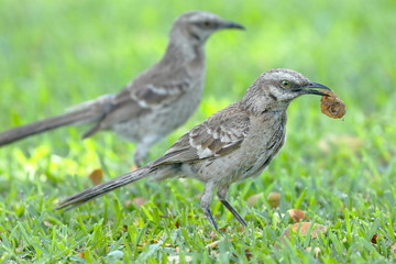 Chisco (Mimus longicaudatus)