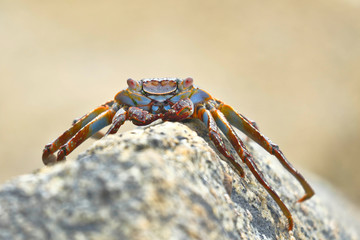 Cangrejo de las rocas (Grapsus grapsus)