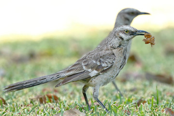 Chisco (Mimus longicaudatus)