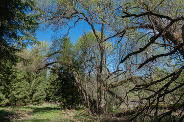 spring forest green landscape with large old trees and firs on a beautiful blue sky background