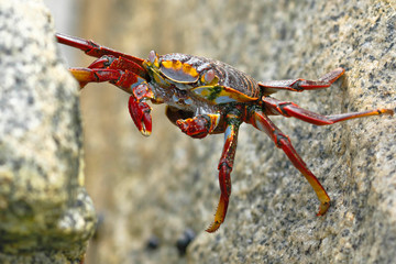 Cangrejo de las rocas (Grapsus grapsus)