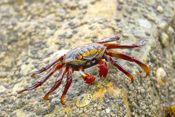 Cangrejo de las rocas (Grapsus grapsus)
