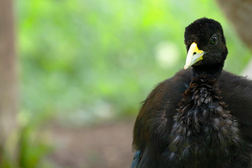Trompetero aliblanco (Psophia leucoptera)