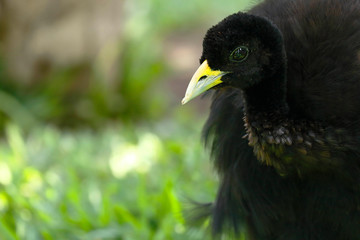 Trompetero aliblanco (Psophia leucoptera)