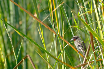 Loica peruana (Sturnella bellicosa)