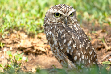 Lechuza de arenal (Athene cunicularia)