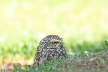 Lechuza de arenal (Athene cunicularia)
