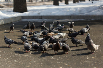 Many pigeons are eating food