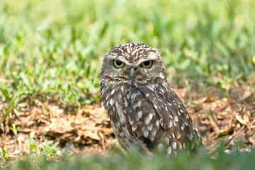 Lechuza de arenal (Athene cunicularia)