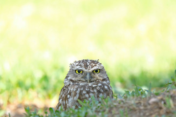 Lechuza de arenal (Athene cunicularia)